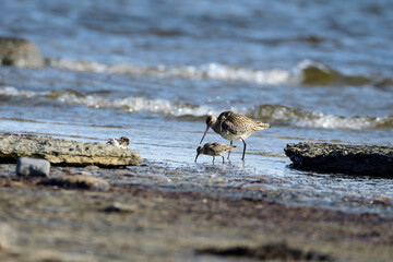 Pfuhlschnepfe und Alpenstrandläufer an der Ostsee im Herbst