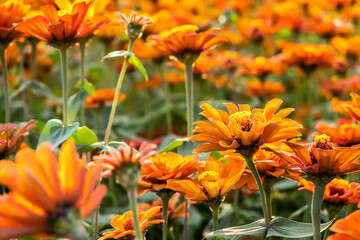 colorful cosmos flowers farm