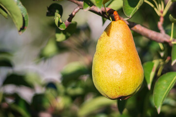 Ripe yellow pear hanging on branch before harvesting in autumn