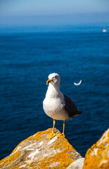 Photo of a beautiful and young seagull on top of a rock with the ocean in the back in Cies Island, in Galicia, Spain. Sunny day, summer, holidays. 