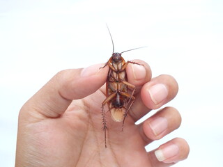 Hand holding Cockroach (Periplaneta americana) on white background.