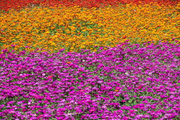 pink and purple cosmos flowers farm