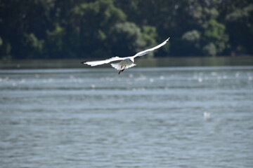bird