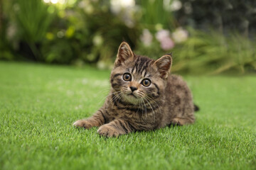 Naklejka na ściany i meble Cute tabby kitten on green grass outdoors. Baby animal