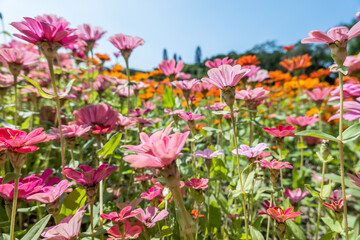 pink cosmos flowers farm
