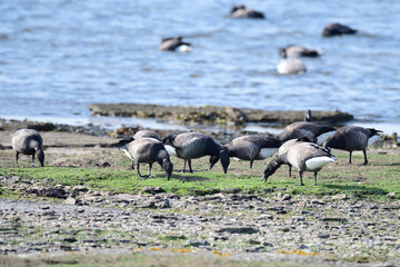Obraz premium Ringelgänse im Herbst an der Ostsee bei der Futtersuche