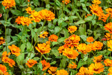 yellow cosmos flowers farm