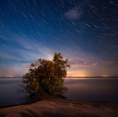 Fototapeta na wymiar tree against star trail filled sky