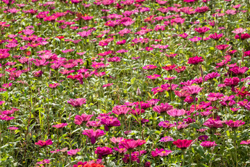 colorful cosmos flowers farm