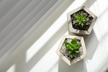 Beautiful succulent plants on white wooden window sill, flat lay. Space for text