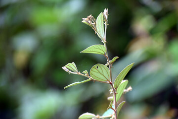 Fototapeta premium Beautiful picture of green plant