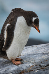 Fototapeta premium Gentoo penguin (Pygoscelis papua) Antarctica