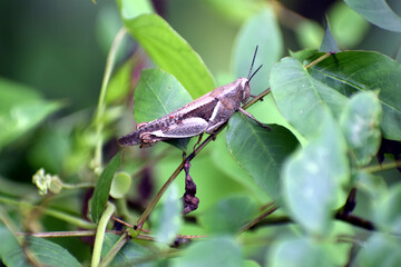 Close up picture of Grass hopper in Green grass
