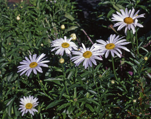 Obraz premium French Chrysanthemum