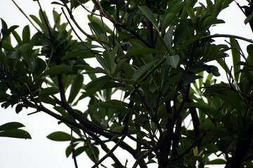 Beautiful picture of Green leaves of branch