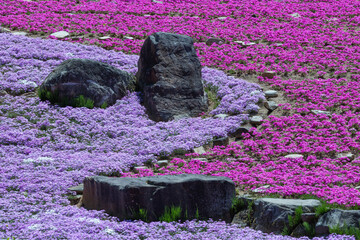 奈良県 花の郷 滝谷花しょうぶ園 芝桜