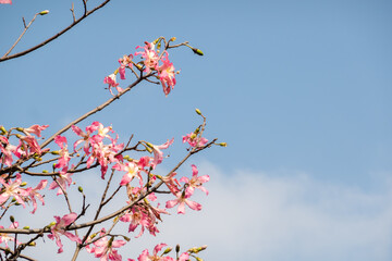 pink silk floss tree flowers