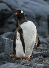 Gentoo penguin (Pygoscelis papua), Antarctica © Kathy Huddle 
