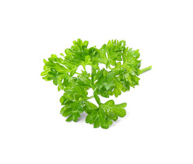 Obraz na płótnie Canvas Fresh green curly parsley on white background
