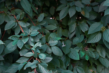 Fototapeta na wymiar freshness blue leaves for the natural background and wallpaper.