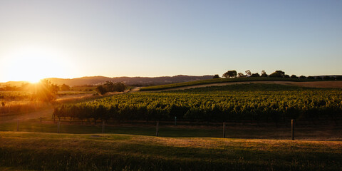 Yarra Valley Vineyard in Australia