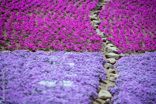 奈良県 花の郷 滝谷花しょうぶ園 芝桜 Wall Mural Wallpaper Murals Takuya Araki 奈良県 花の郷 滝谷花しょうぶ園 芝桜 Wall Mural Wallpaper Murals Takuya Araki