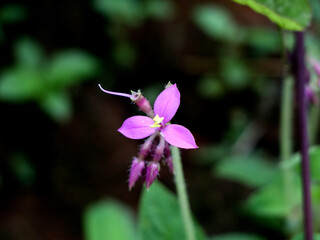 Light pink color flower of a wild plant, selective focus