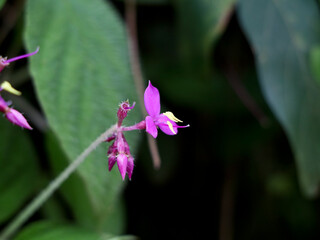 Light pink color flower of a wild plant, selective focus