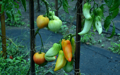 
Tomato stick variety with elongated oval fruits, weighing 130 - 150 g, intended for kitchen...