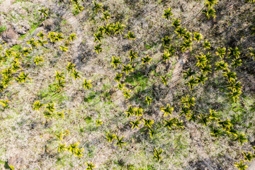 drone view of betel nut tree