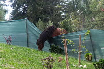 A wild horse is trying to cross the fence of a well-kept flower garden
