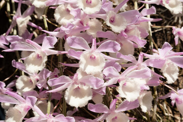 pink dendrobium flowers blooming