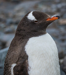 Gentoo penguin (Pygoscelis papua), Antarctica