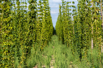 Hops growing in the beds