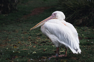 The great white pelican (Pelecanus onocrotalus) picture at rest, of the whole body. Blurred background. Jerusalem.