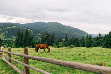 Fototapeta na wymiar Domestic brown horse grazes on a green meadow on a background of mountain landscape with forest. Horse eats grass on the field on a background of mountains and trees.
