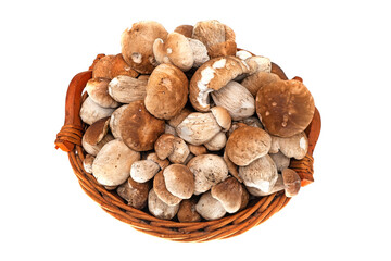 Steinpilz im Korb