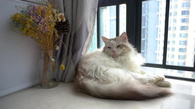 Expensive beautiful ragdoll cat sleep by window at home, with a bottle of flowers, bright sunshine 4K cat video