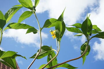 Topinambur im Garten
