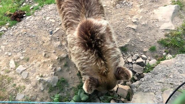Brown bear walks in the woods. Eats bread holding two paws. Carpathians. It burns. Nature