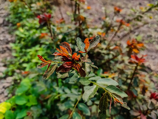 Breynia vitis-idaea, the officinal breynia, is a perennial tree-like species of Phyllanthaceae, found from India east to Taiwan and Okinawa and south to Indonesia.