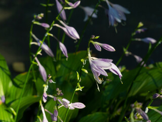 sunny host flower