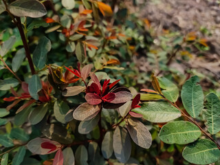 Breynia vitis-idaea, the officinal breynia, is a perennial tree-like species of Phyllanthaceae,...