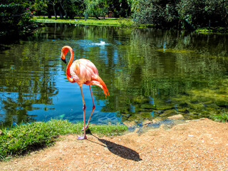 Single flamingo standing by a reflective pond © Jacqueline