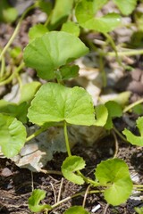 fresh green centella asiatica leaves in vegetable garden
