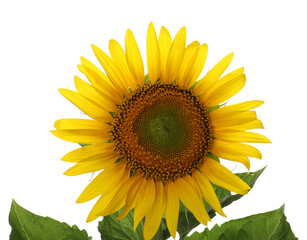 Obraz premium Beautiful bright blooming sunflower isolated on white