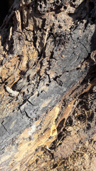 Burnt Tree - 4