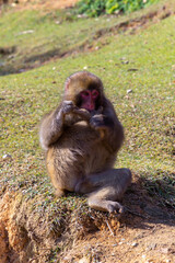 Monkey Park in Kyoto (Japan)
