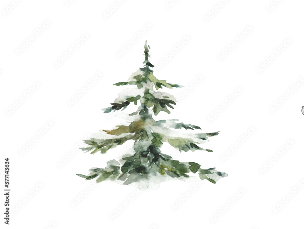 Wall mural forest tree. set spruce trees isolated on white background.