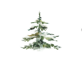 Forest tree. Set spruce trees isolated on white background.